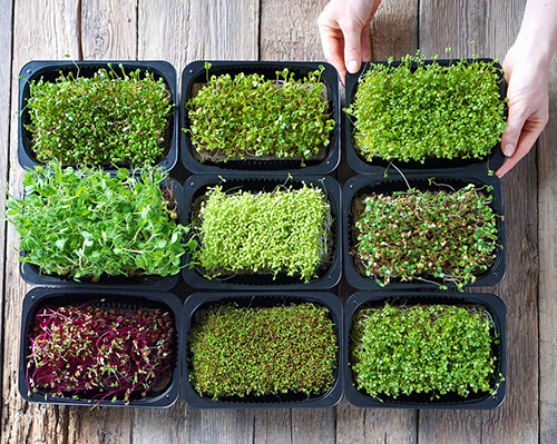 Microgreen