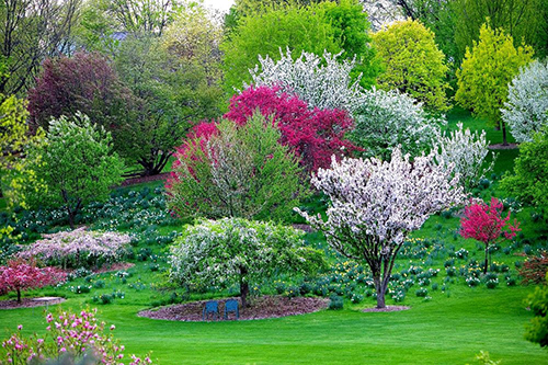 Ornamental trees