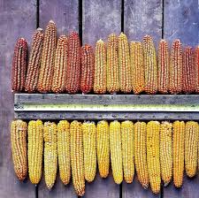 Corn