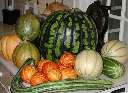 Melon crops