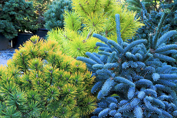 Coniferous plants