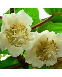 Kiwi "Atlas" male pollinator