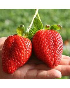 Strawberry (large-fruited) "Giant delicacy"