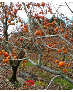 korolek-persimmon