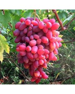 Grape "Jubilee Novocherkasskyi"