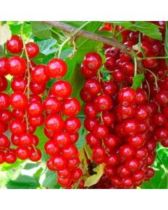 Currants "Dutch red"