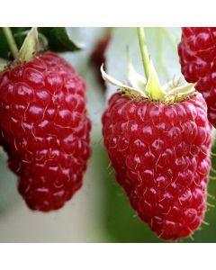 Raspberry "Giant Ruby"