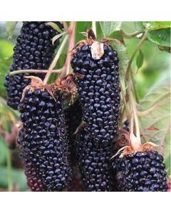 Blackberry Giant