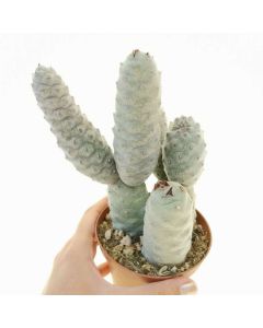 Tephrocactus strobiliformis