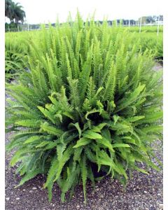 Kimberly Queen Fern