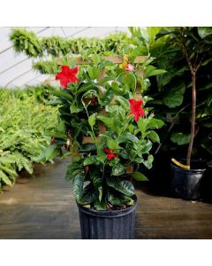 Red Mandevilla