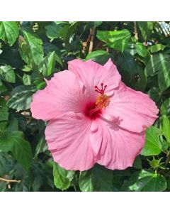 Pink Hibiscus