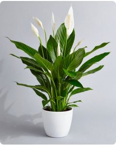 Spathiphyllum