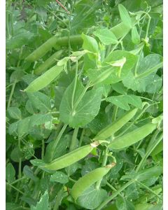 Sugar snap peas Vegetable miracle (seeds 30 g)